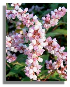 Persicaria Campanulata