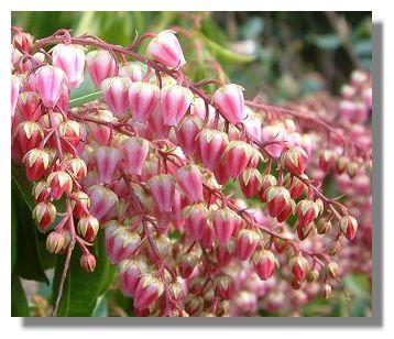 Pieris