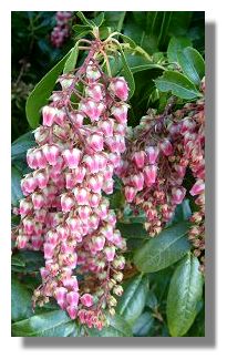 Pieris