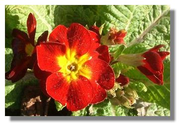 Polyanthus