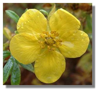 Potentilla