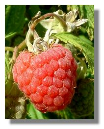 Raspberry