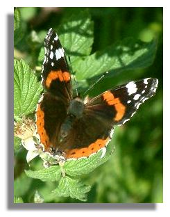 Red Admiral Butterfly