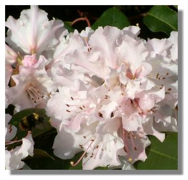 Rhododendron