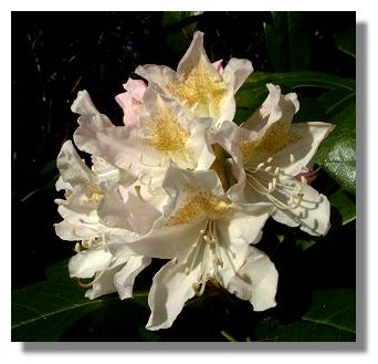 Rhododendron