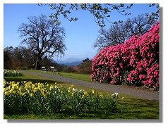 Rhododendrons