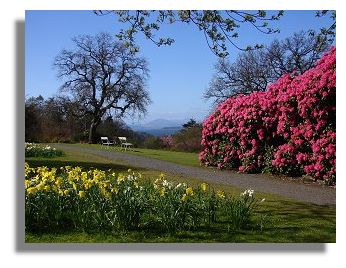 Rhododendron and Daffodils