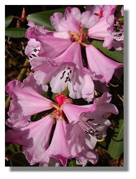 Rhododendron