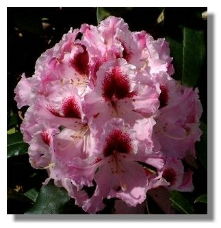 Rhododendron