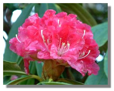 Rhododendron
