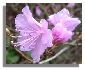 Rhododendron Mucronulatum