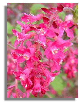 Ribes Flowering Currant