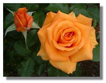 Rose Simply Heaven, Tollcross