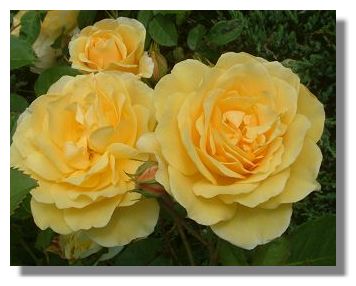 Roses