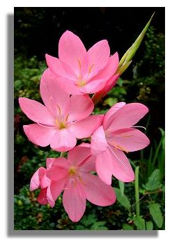 Schizostylis