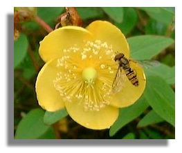 Hypericum and wasp