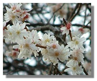 Sloe or Blackthorn