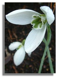 Snowdrop