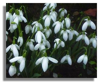 Snowdrops