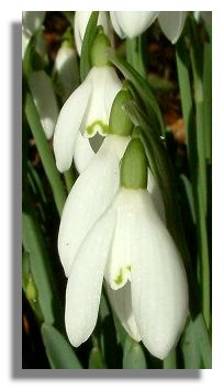 Snowdrops