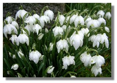 Snowdrops