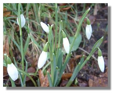 Snowdrops