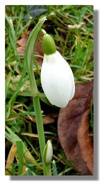 Snowdrop