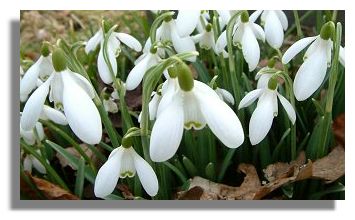 Snowdrops