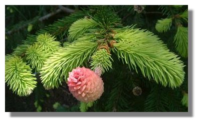 Norwegian Spruce