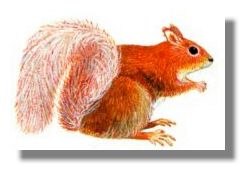 Red Squirrel