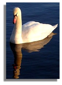 Swan