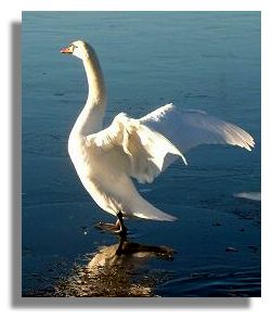Swan on Ice