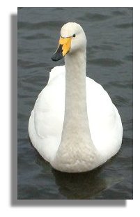Whooper swan