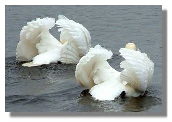 Swans