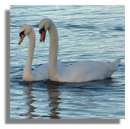 Swans