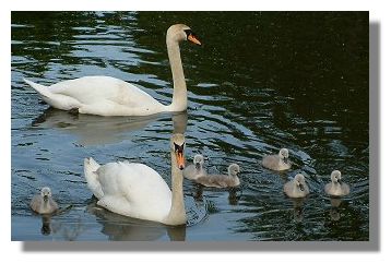 Swans and cygnets