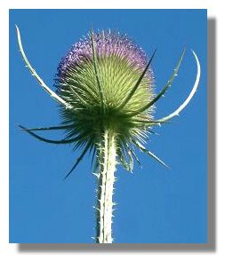 Teasel