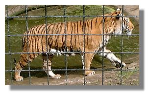 Tiger at Glasgow Zoo