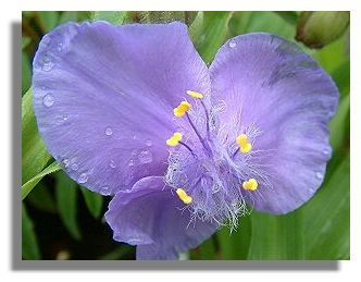 Tradescantia