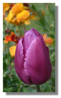 Tulip, Alloway