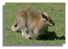 Wallabies at Glasgow Zoo