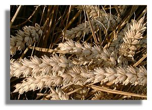 Wheat