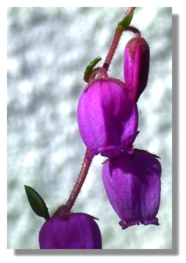 Bell heather