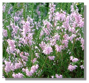 Pink Heather