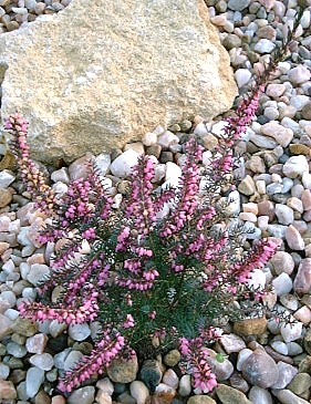 Pink Heather