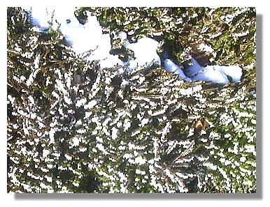 White heather in the snow