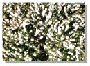 White Heather