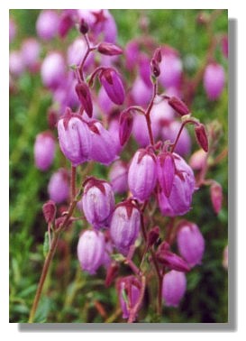 Bell Heather