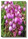Bell Heather