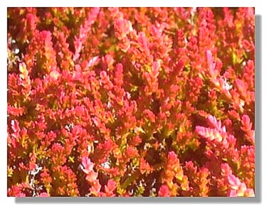 Red foliage
